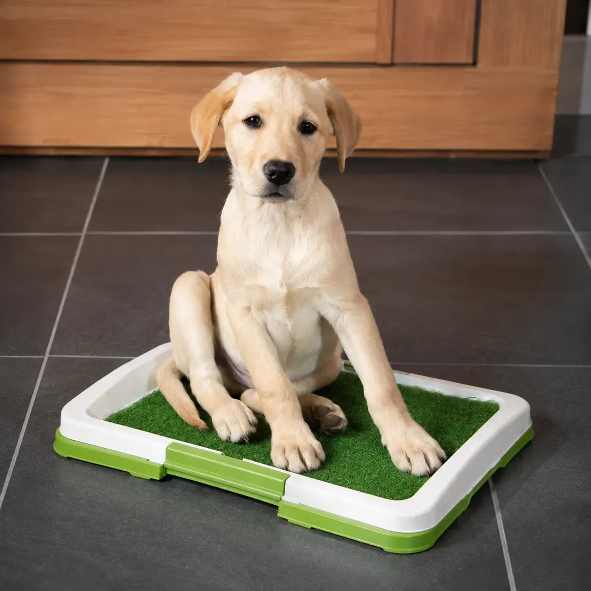 Baño Ecológico Para Perros Sanitario Lavable 3 Capas